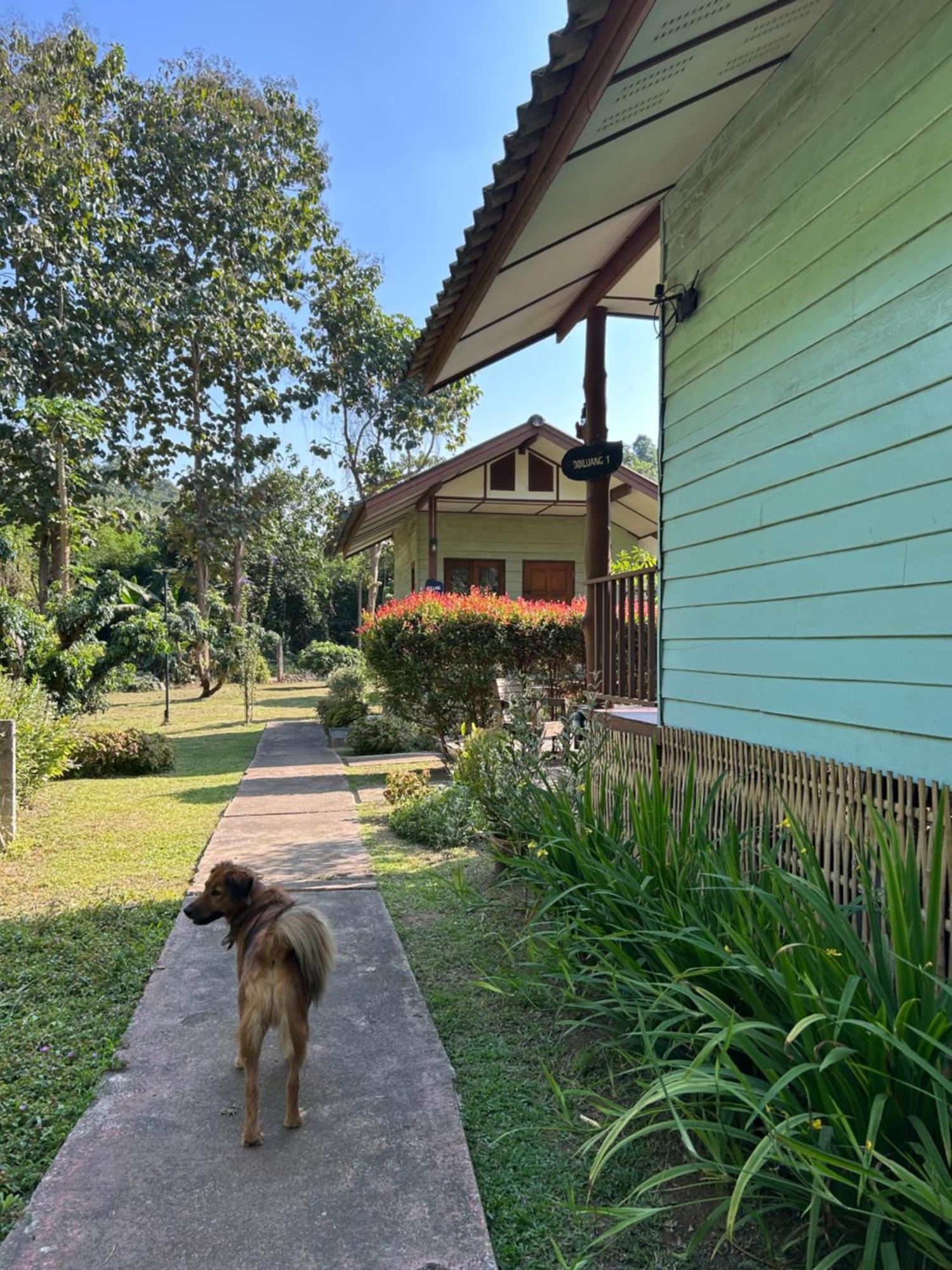 At Chiang Dao, Pooch Lovers