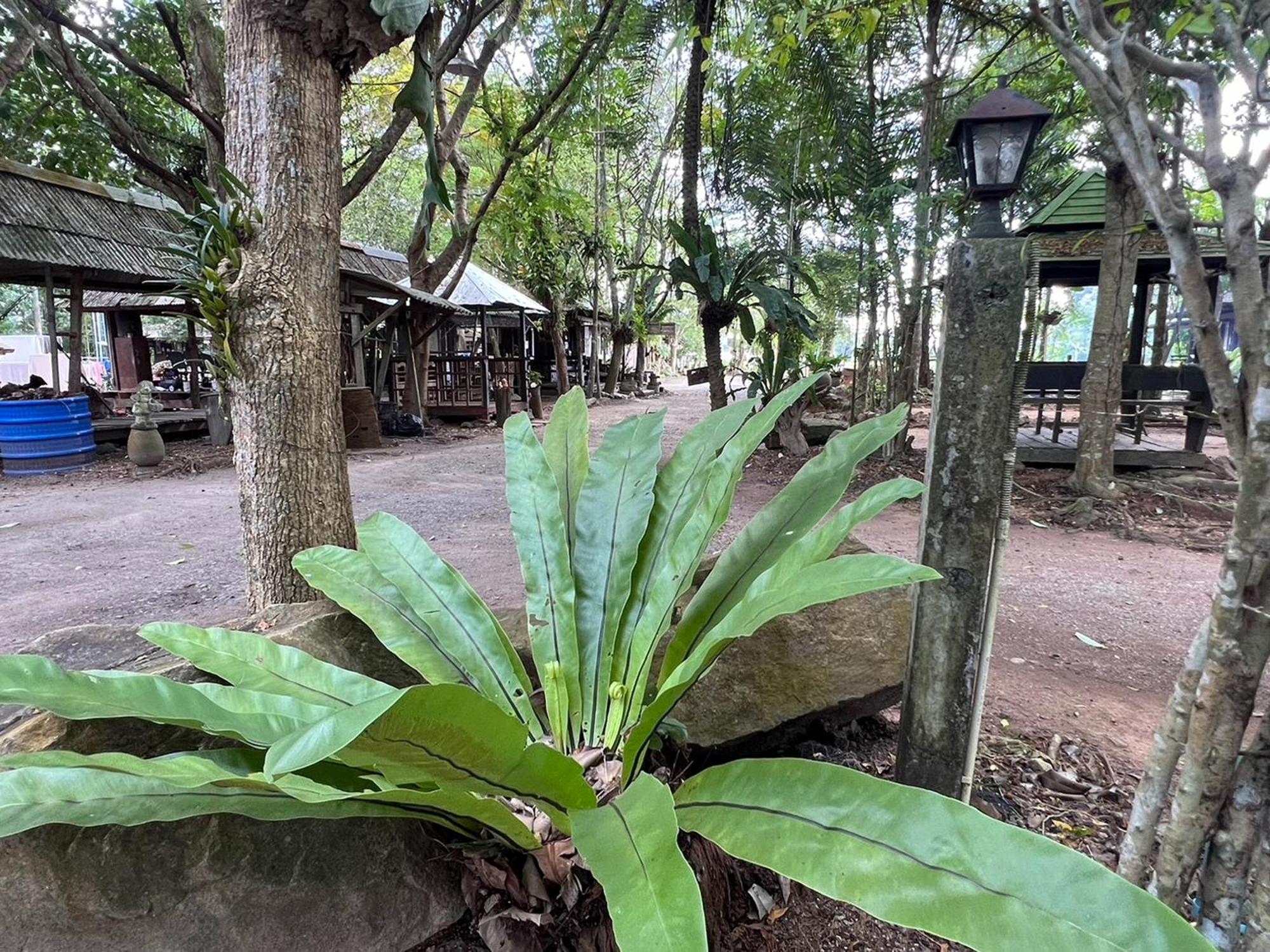 Pang Mai * Songkhla