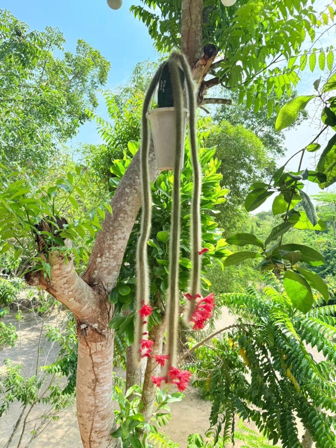 Baan Suan Hill Resort Ban Tha Khun