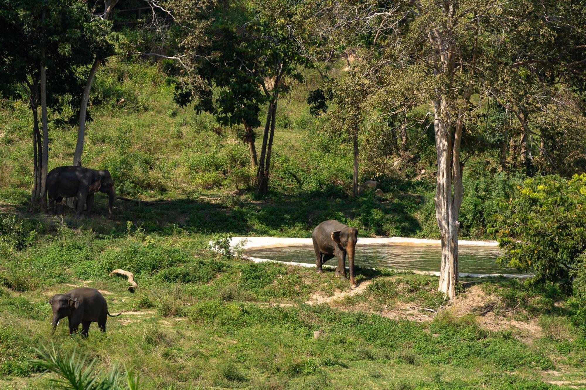 Wild Elephant Sanctuary Hotel Amphoe Koksamui