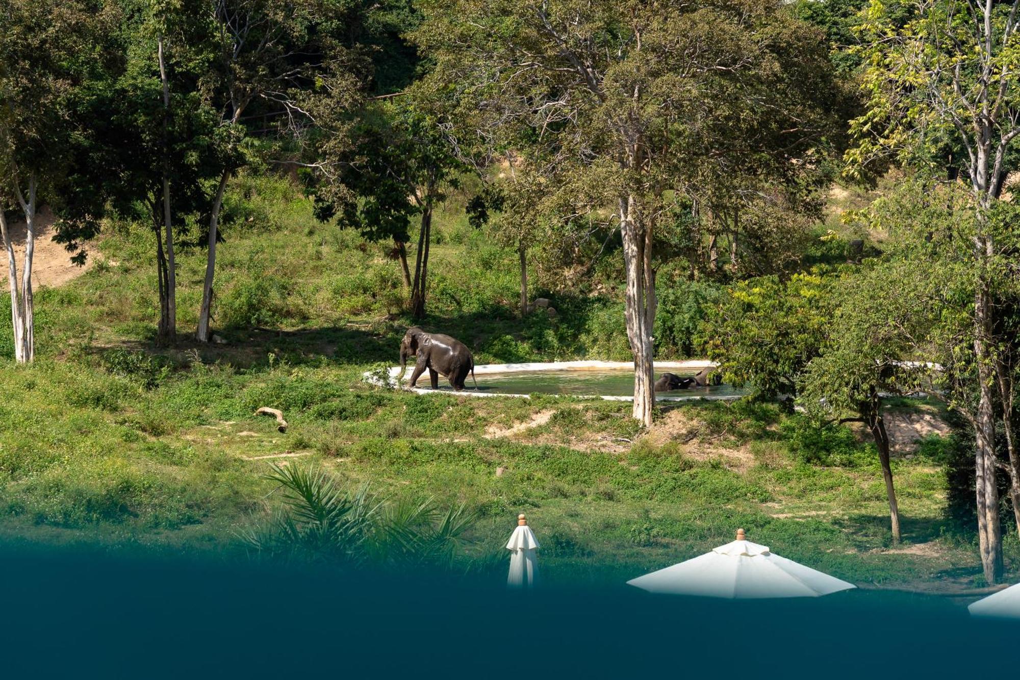 Wild Elephant Sanctuary