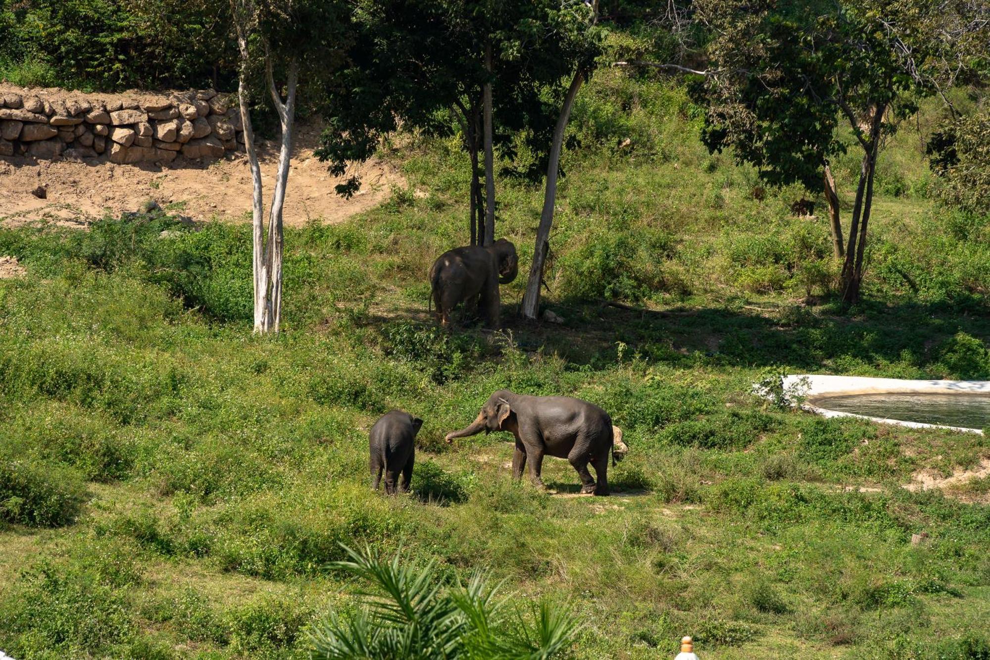 Wild Elephant Sanctuary Hotel