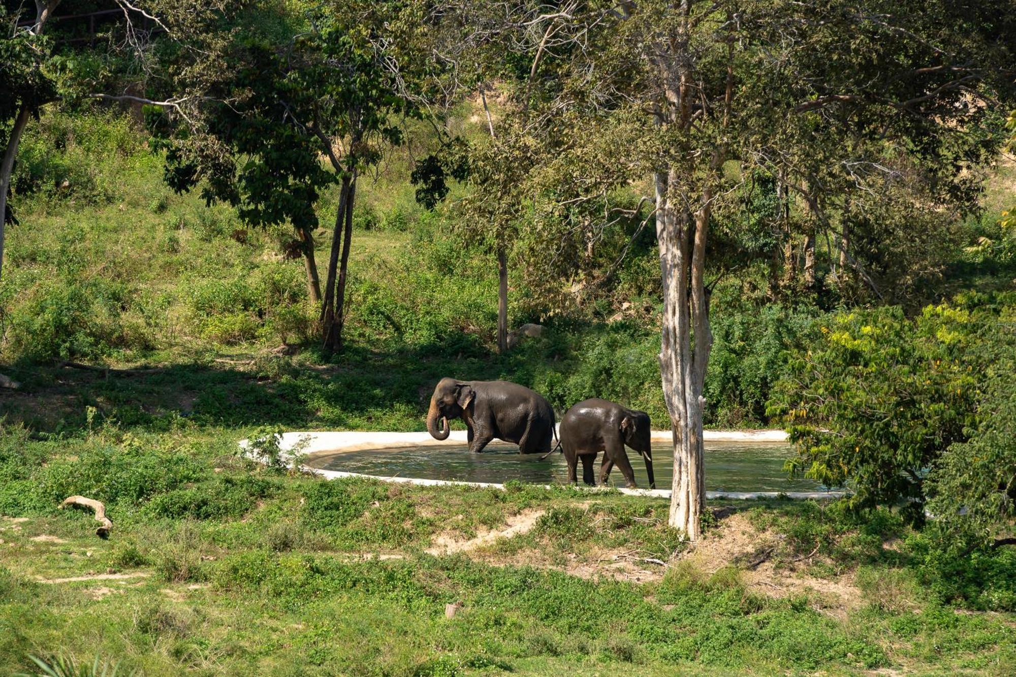 Hotel Wild Elephant Sanctuary