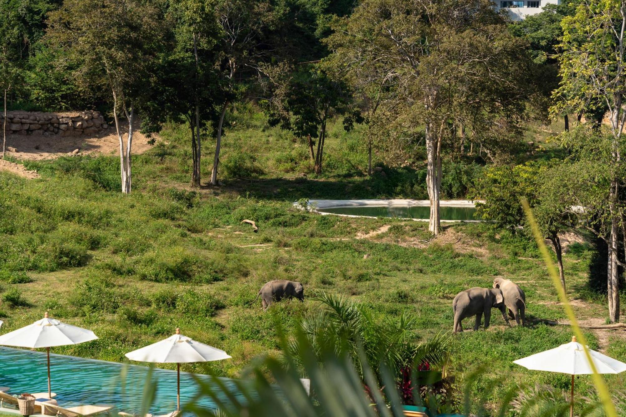 Wild Elephant Sanctuary Hotel Amphoe Koksamui