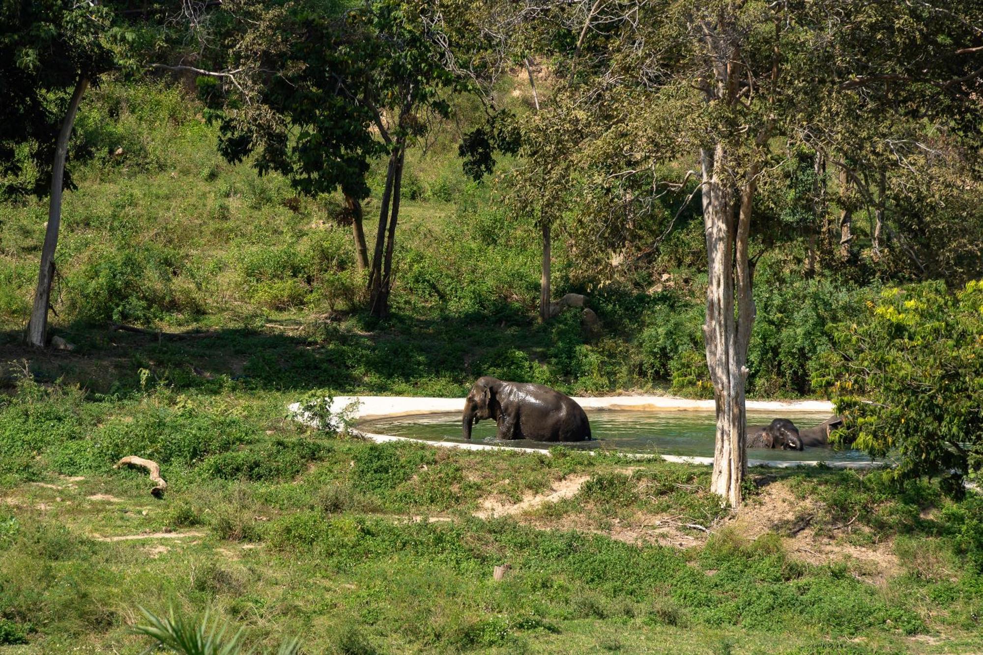Wild Elephant Sanctuary