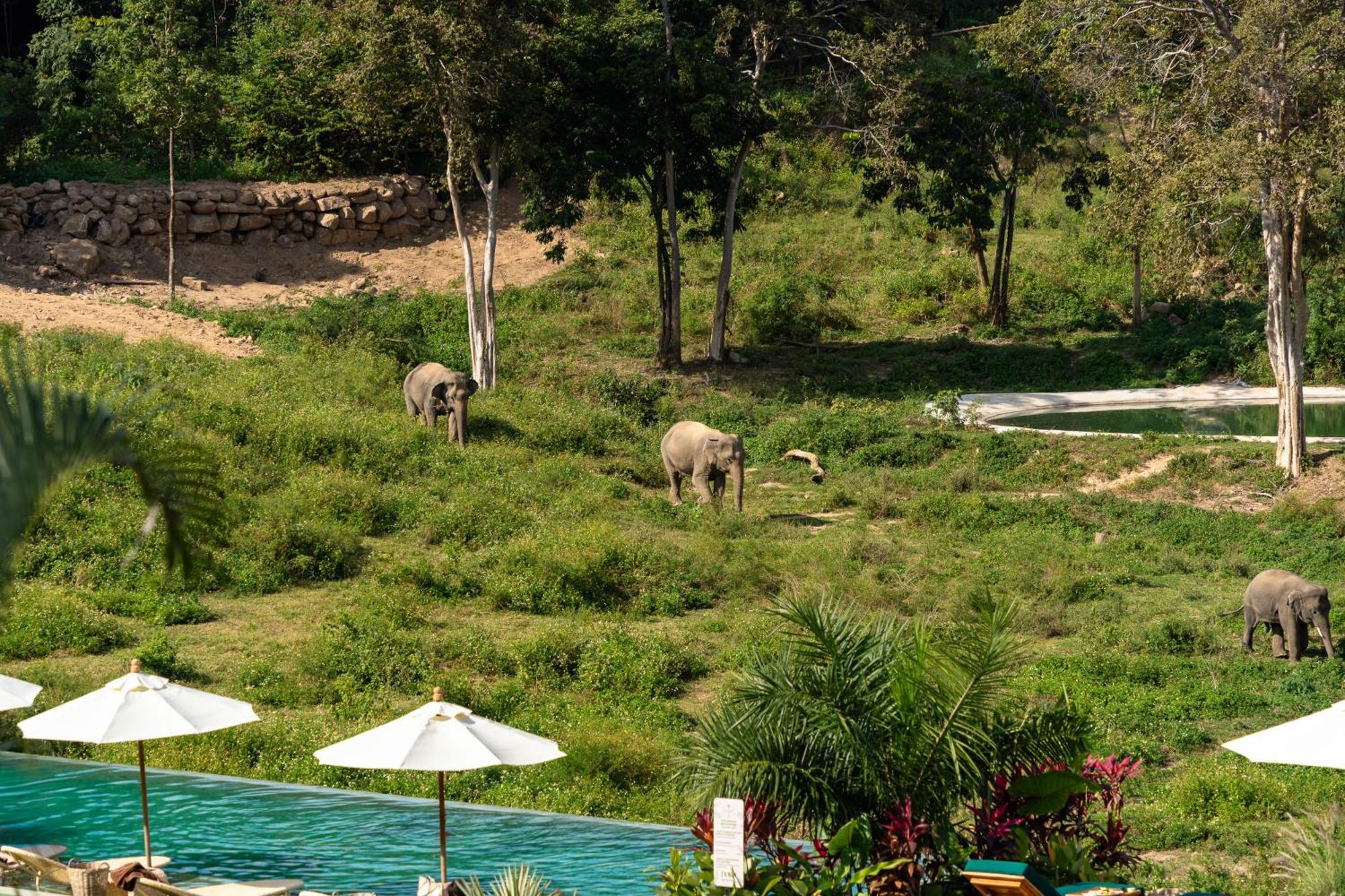 Wild Elephant Sanctuary 5*