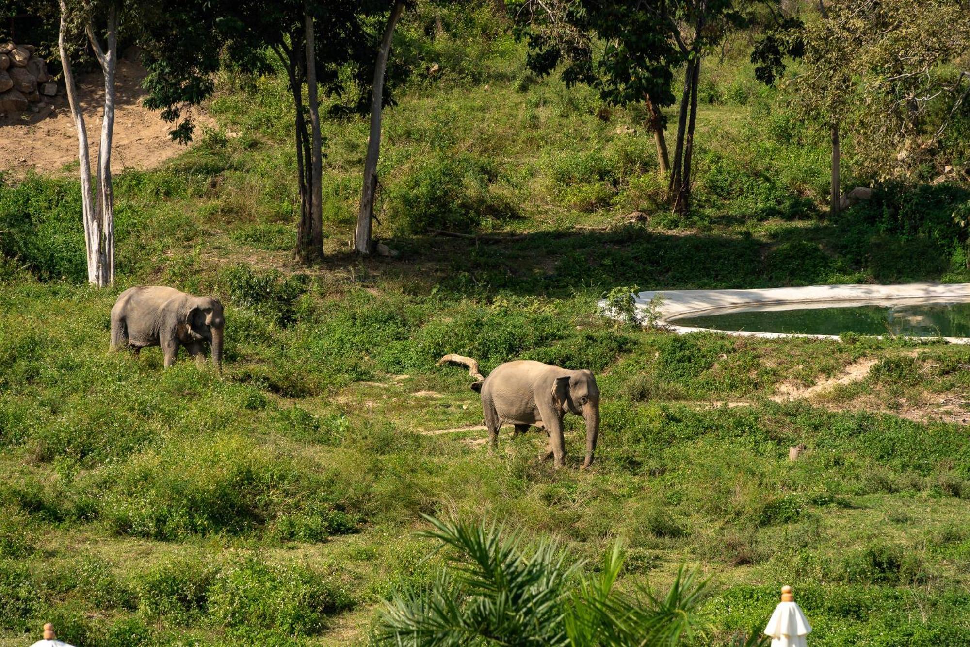 Wild Elephant Sanctuary Amphoe Koksamui