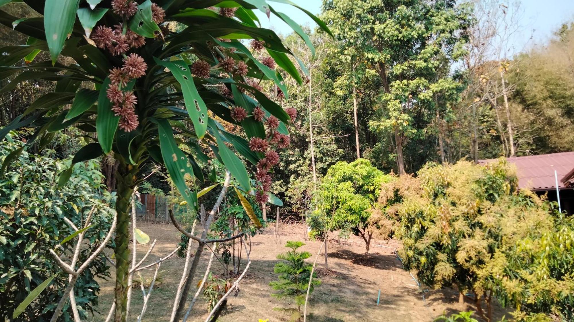 Ban Suan Nai Fun Pua