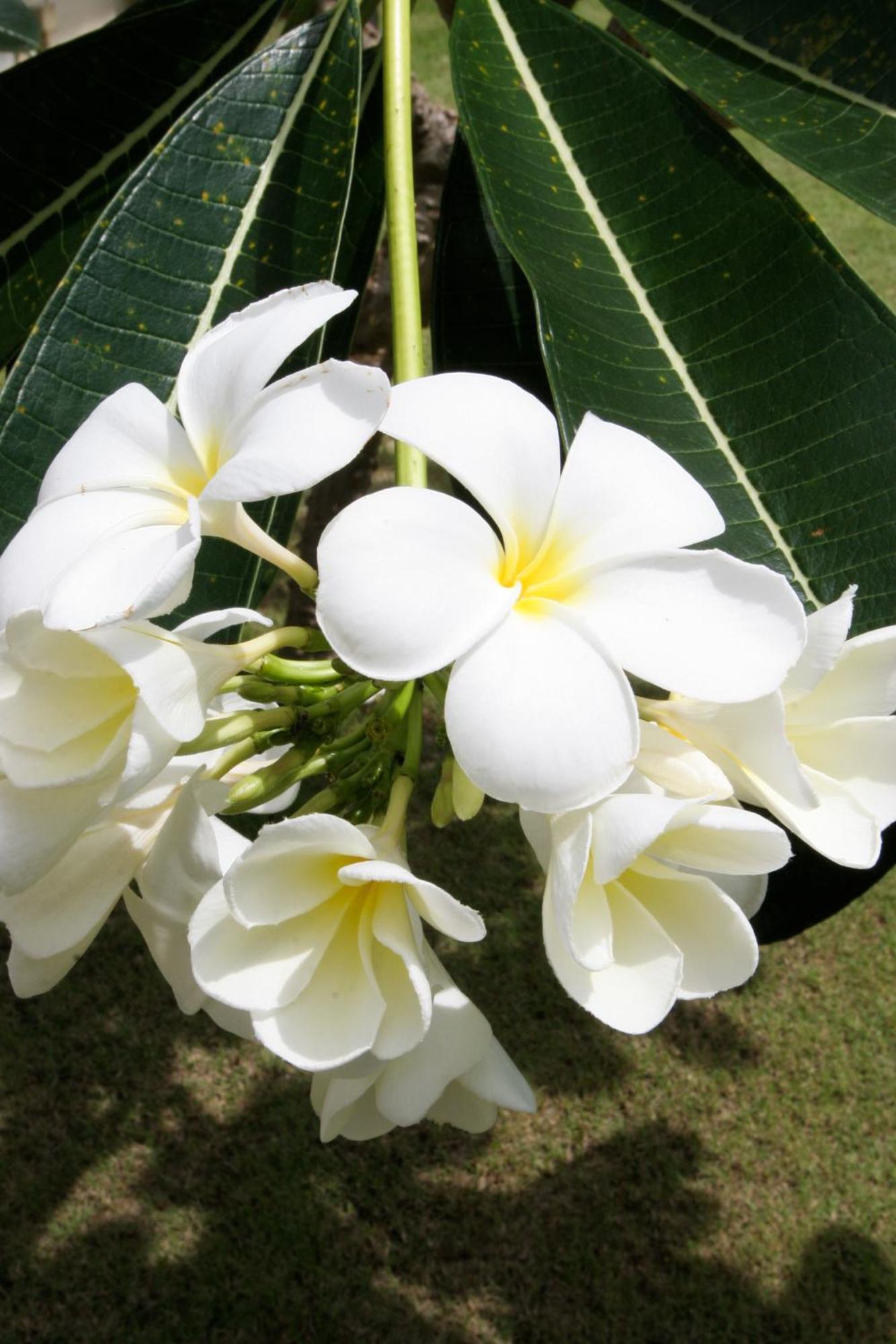 Bangtao Tropical And Resort Ban Lum Fuang