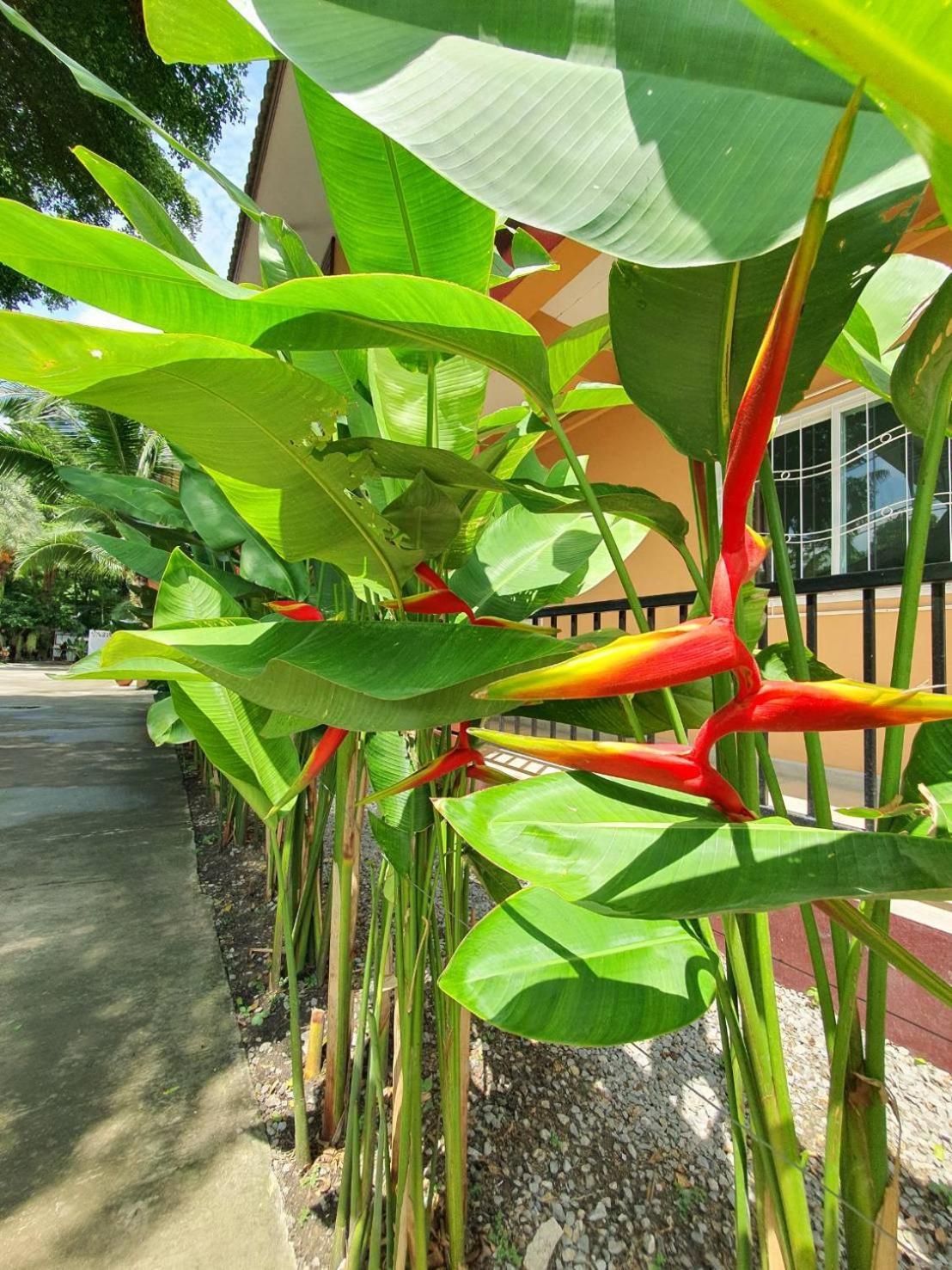 Bansuanrimnam Pakchong Nakhon Ratchasima