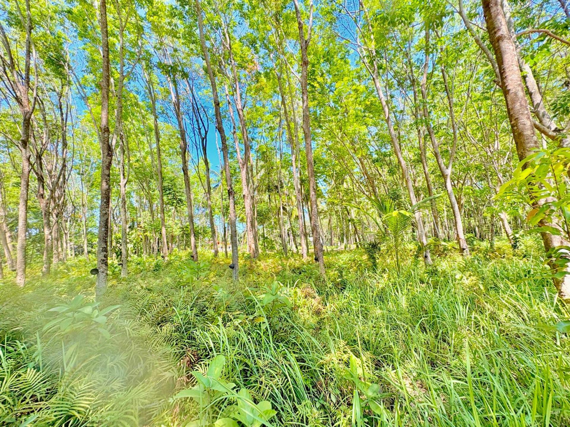 Abir Koh Yao Yai