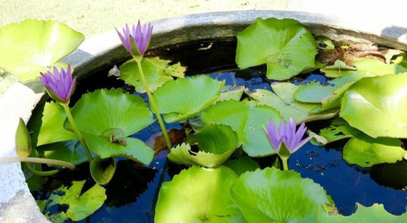 Baan Suan Nuan Ta Resort 4*