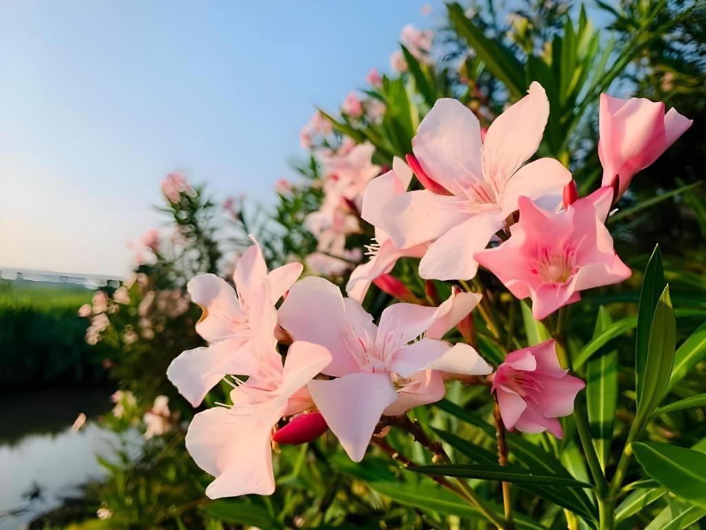 Pingview
