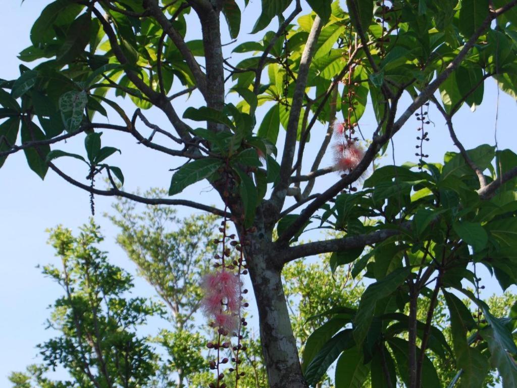 Tamali Resort Nakhon Si Thammarat