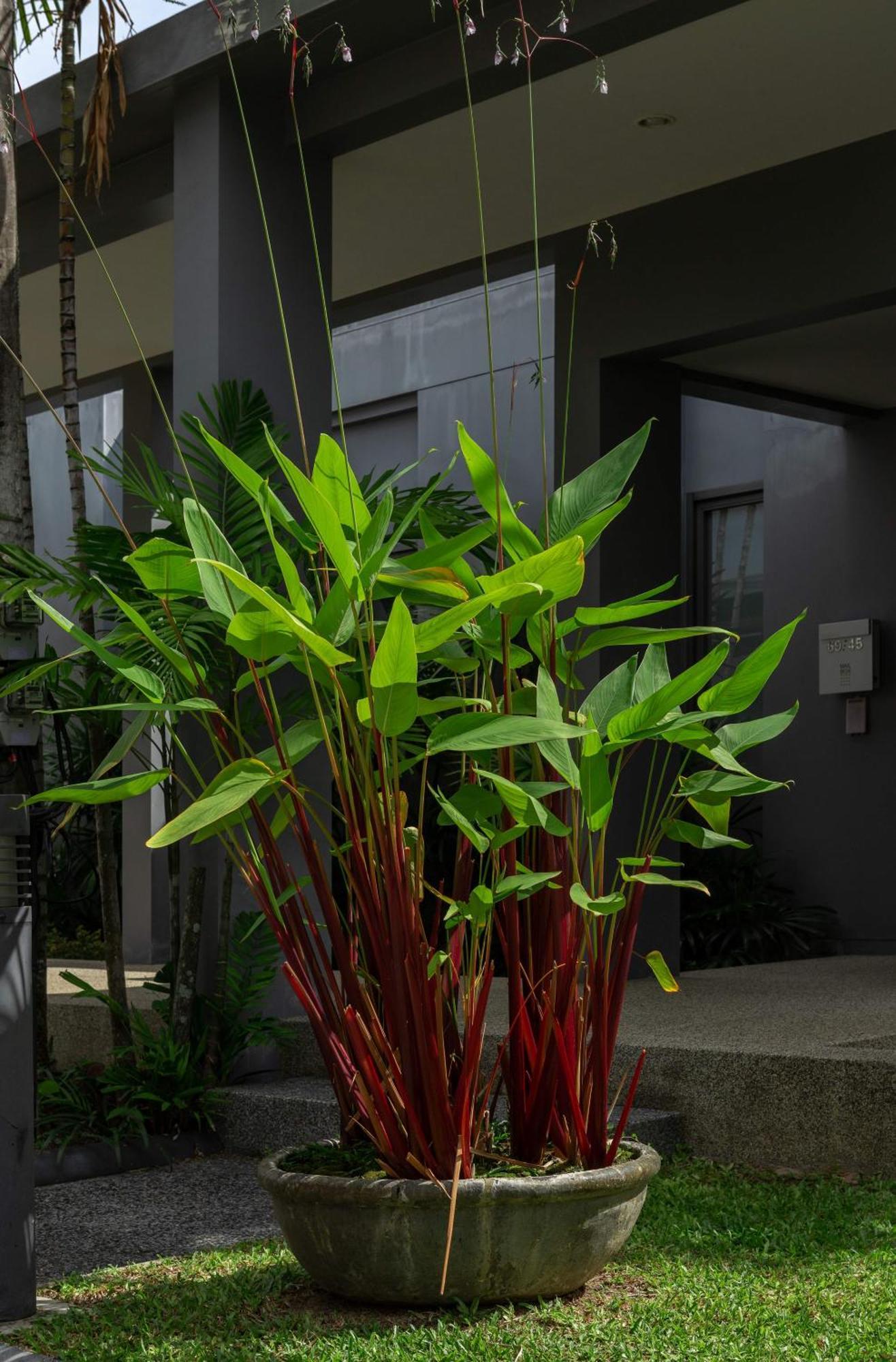 Villa Emere | Private Pool | Onyx By Tropiclook | Naiharn