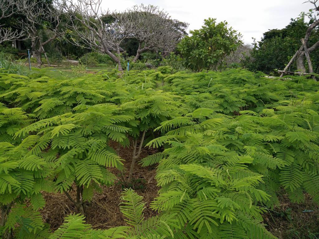 Lilawalai