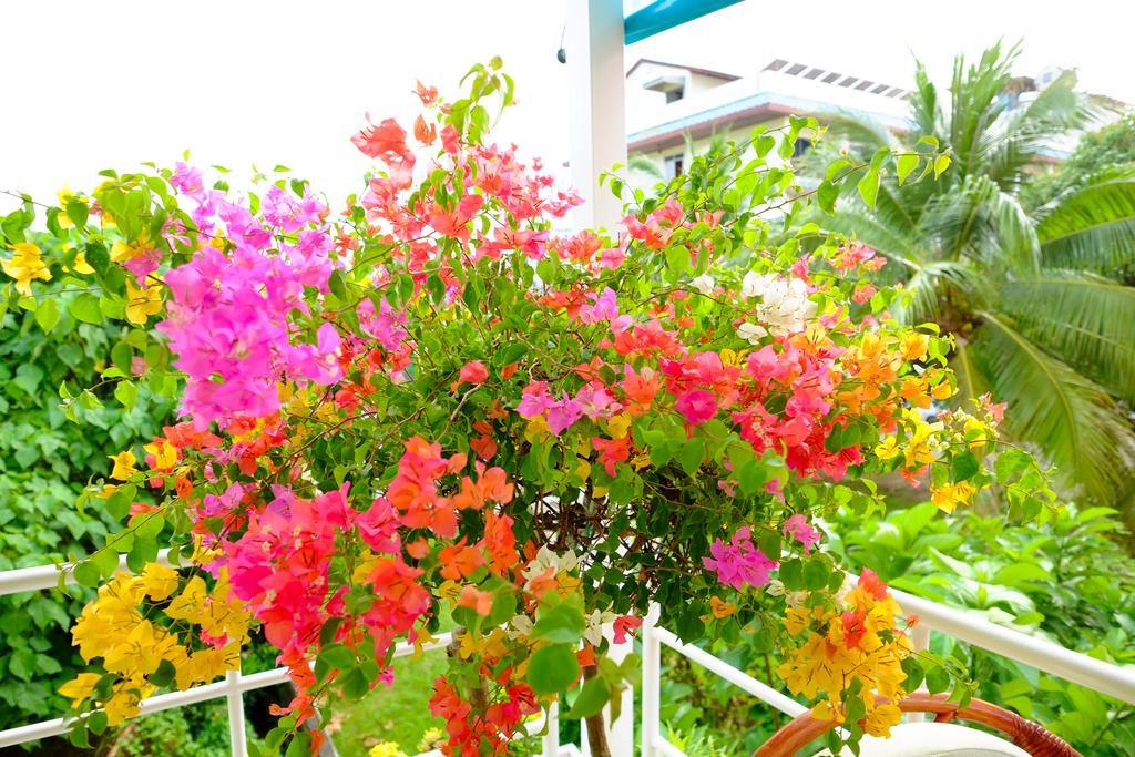 Adonis Guest house 2*