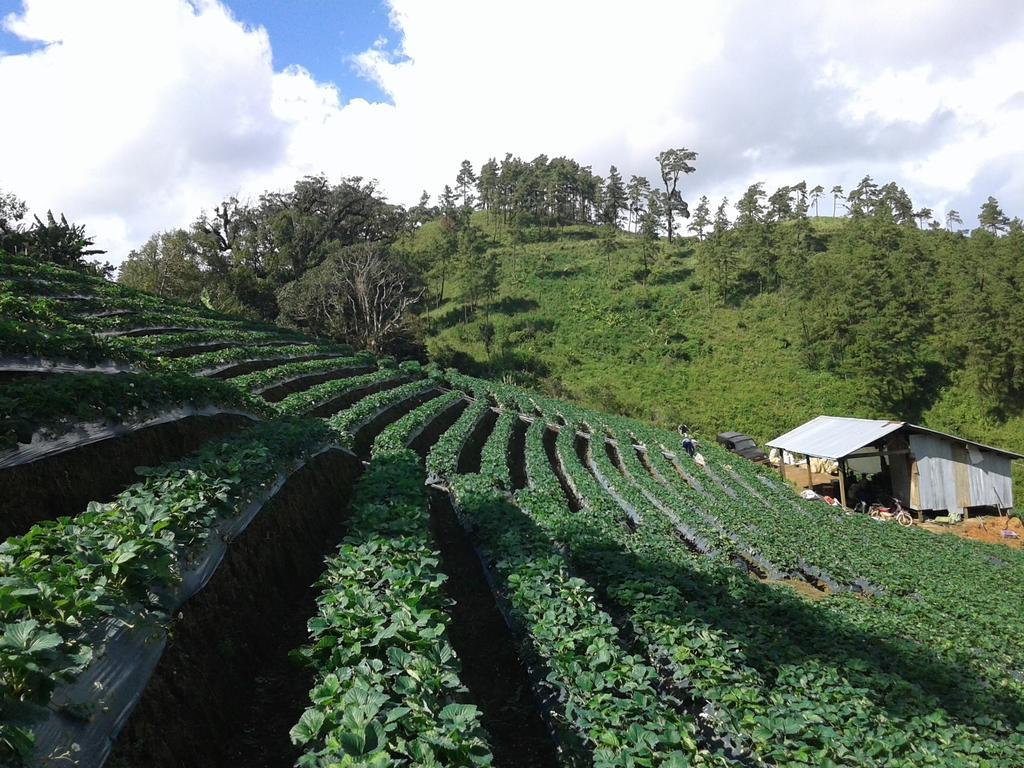 Resort Forest