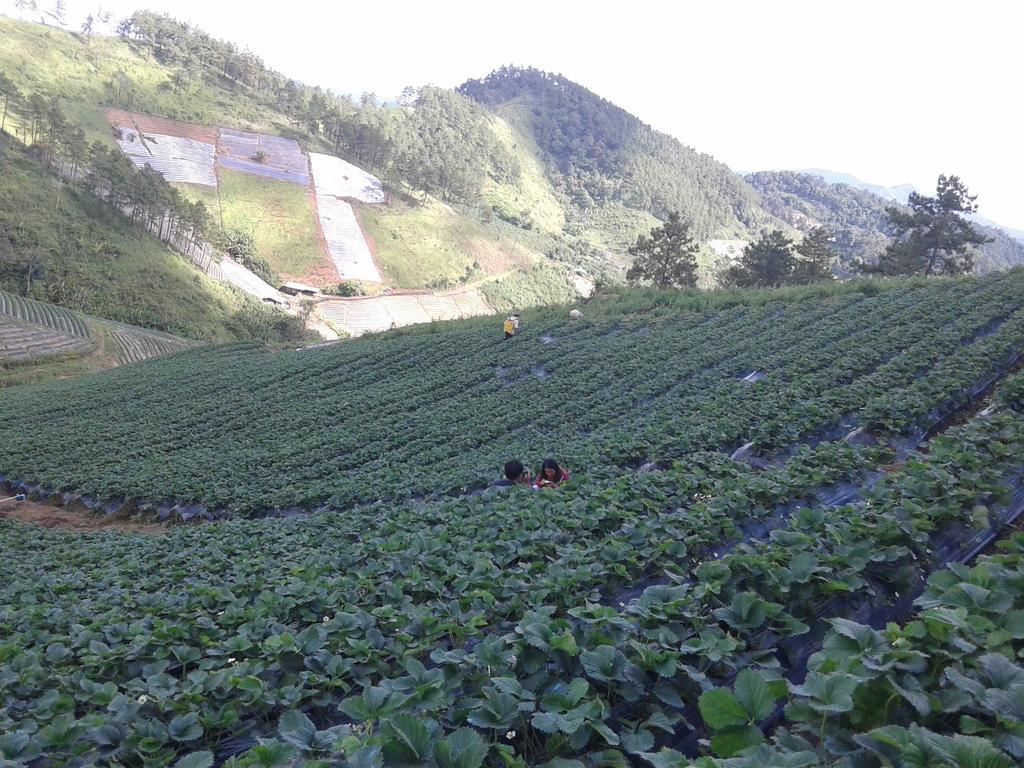 Resort Forest Samoeng