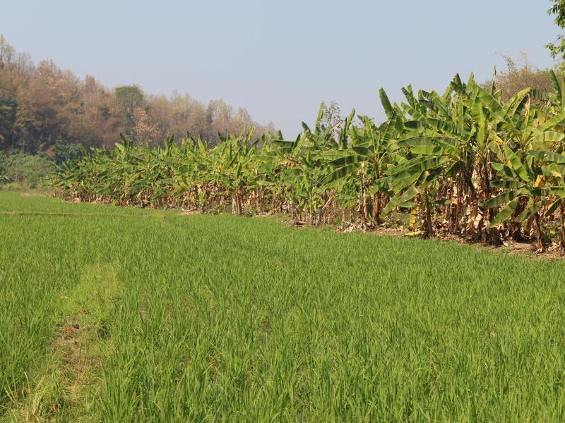 Homestay Mai Siam Mae On