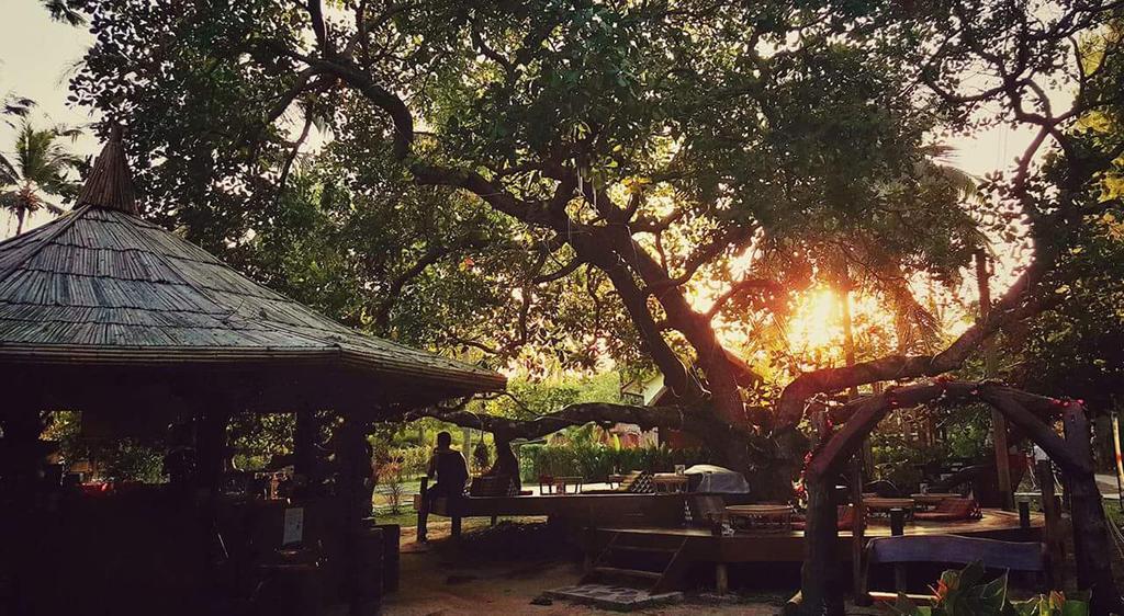 Lodge Coffee And Koh Phayam