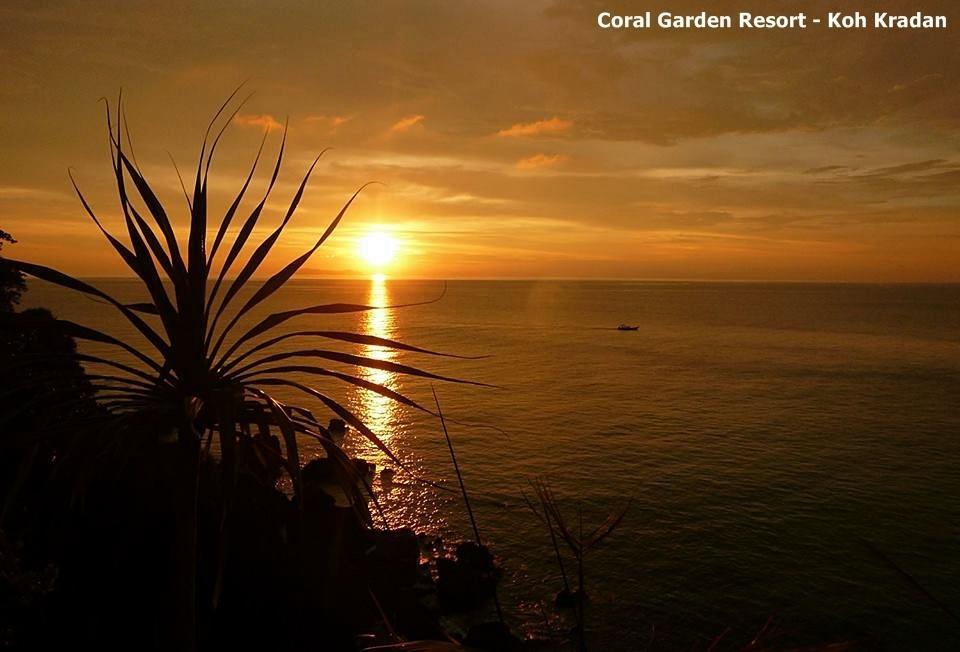 Coral Garden 4*