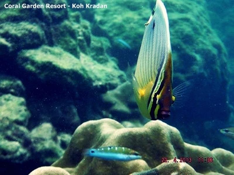 Resort Coral Garden 4*