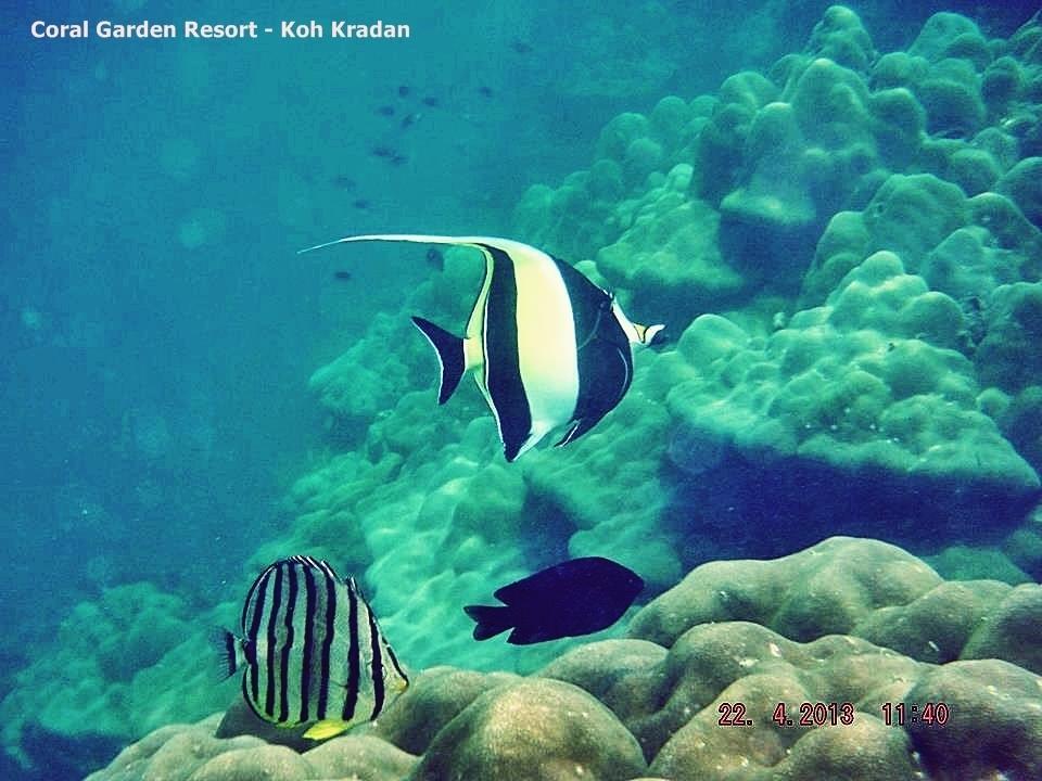 Resort Coral Garden 4*