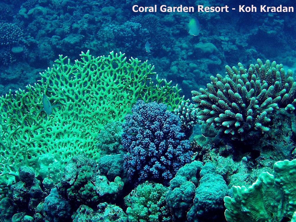 Resort Coral Garden 4*