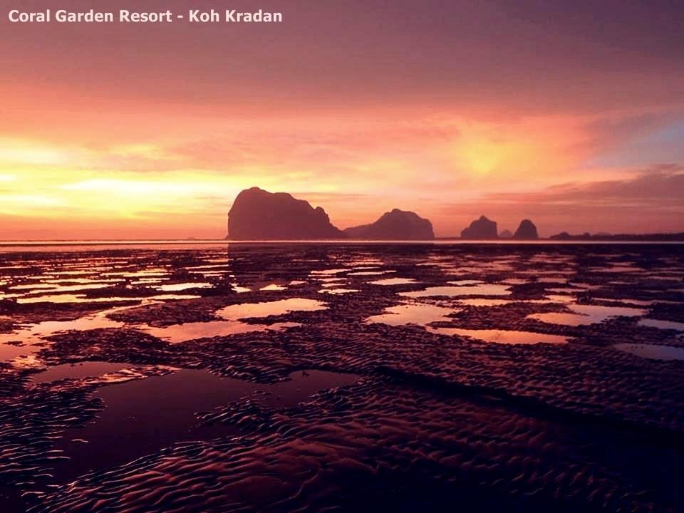 Coral Garden