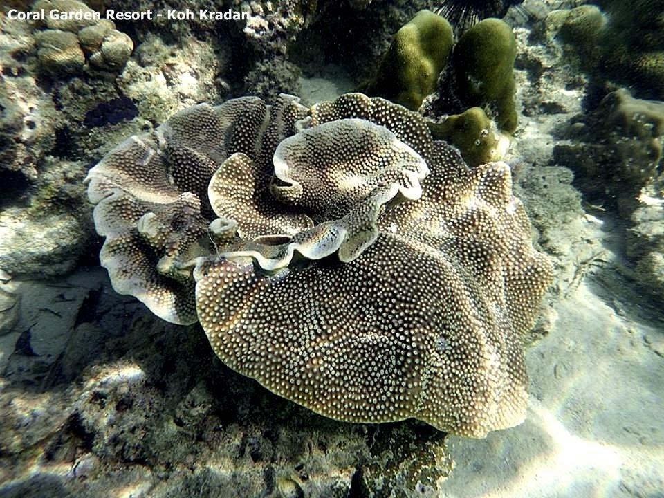 Coral Garden Koh Kradan