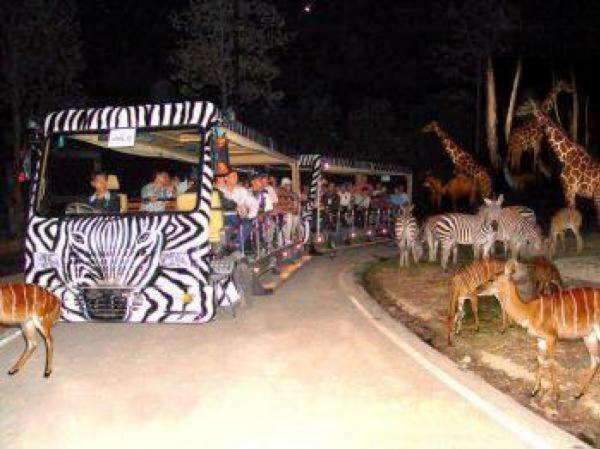 Chiangmai Night Safari