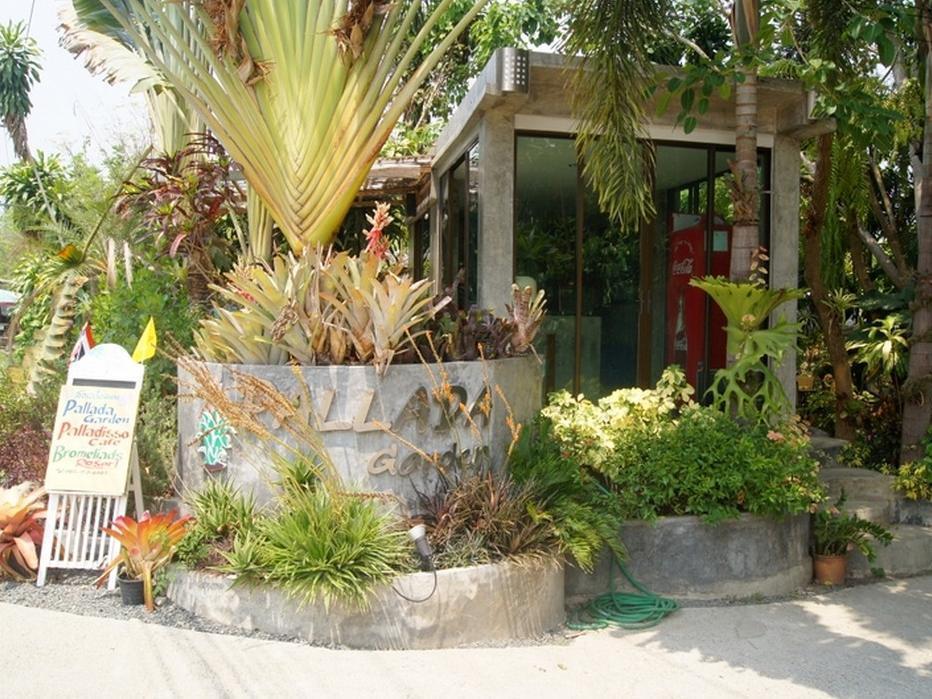 Pallada Bromeliads Garden And Mae Rim
