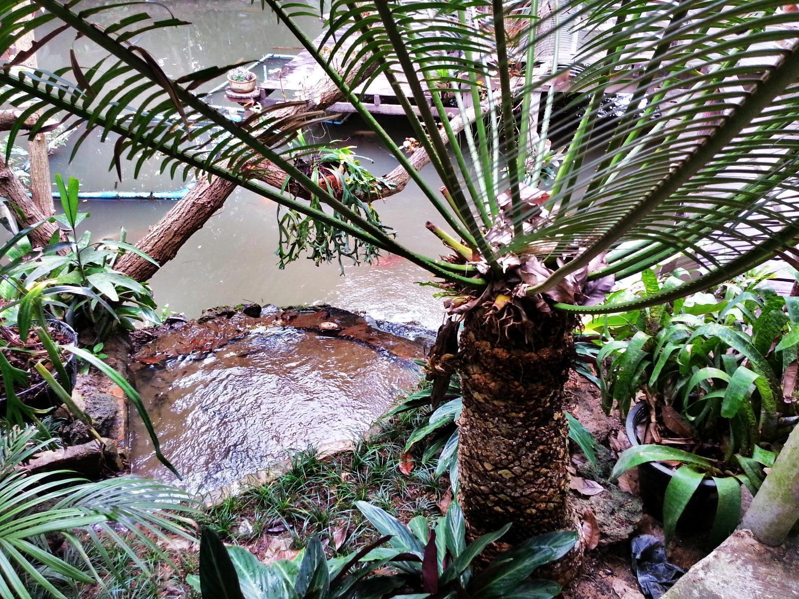 Pallada Bromeliads Garden And *