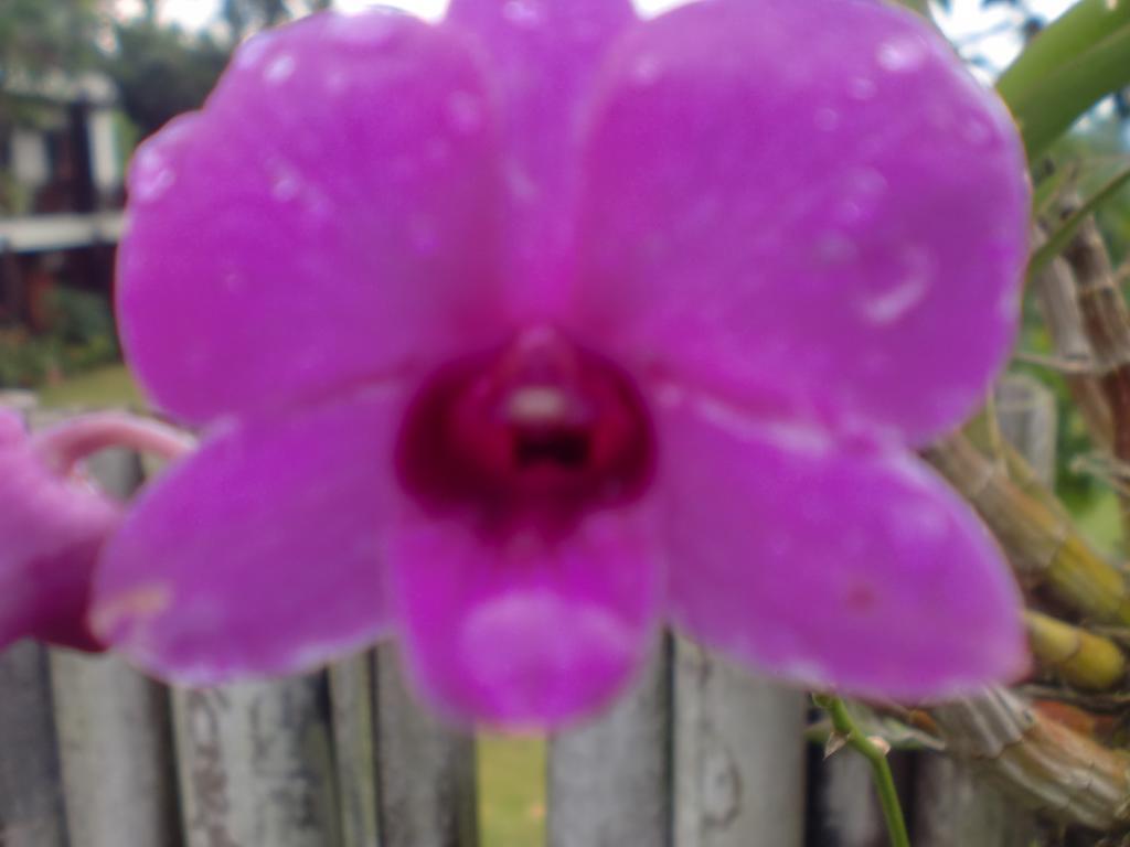 Starwell Garden 3*