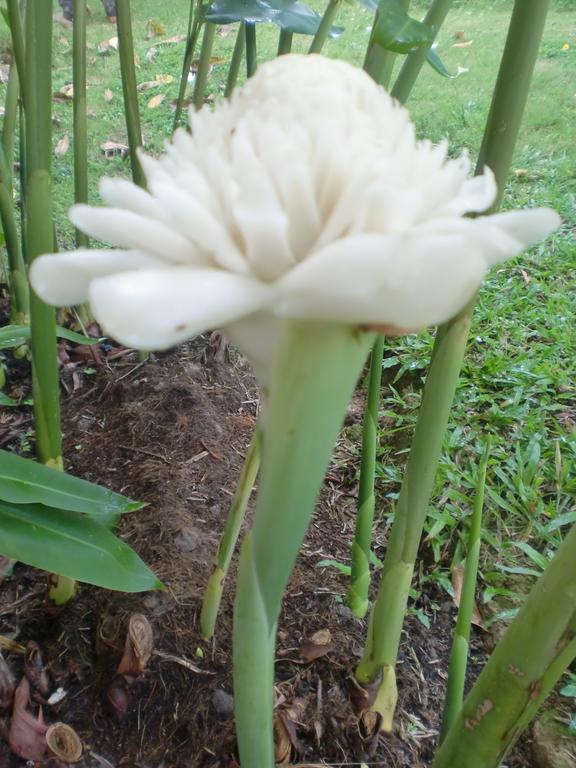 Starwell Garden