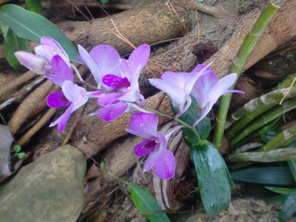 Starwell Garden 3*
