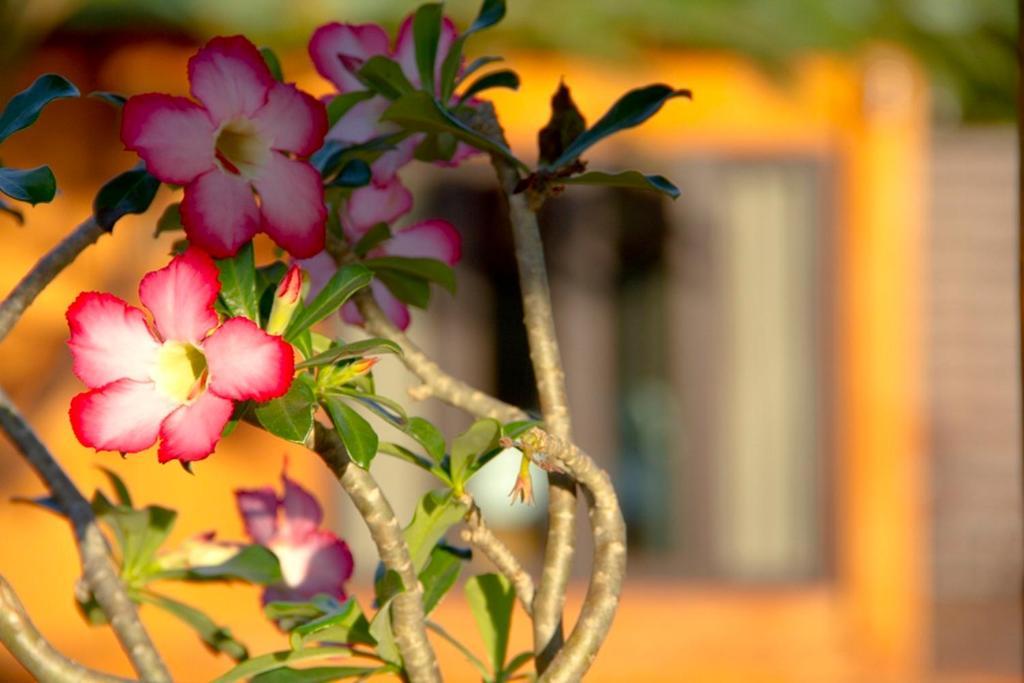Thaton Hill Resort