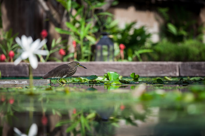 Sheraton Hua Hin Pran Buri
