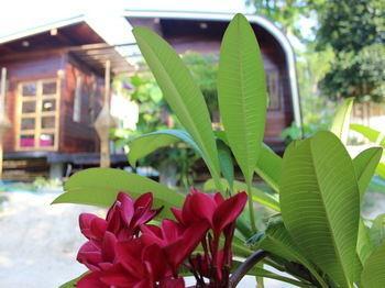 Hotel Phuritra Koh Lipe