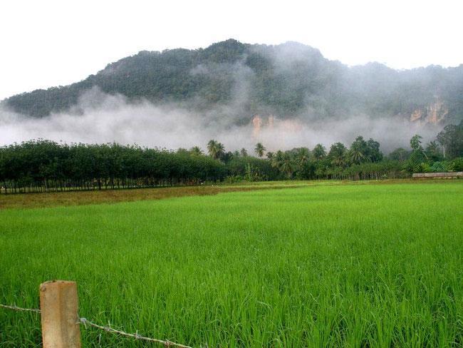Naris Phuview