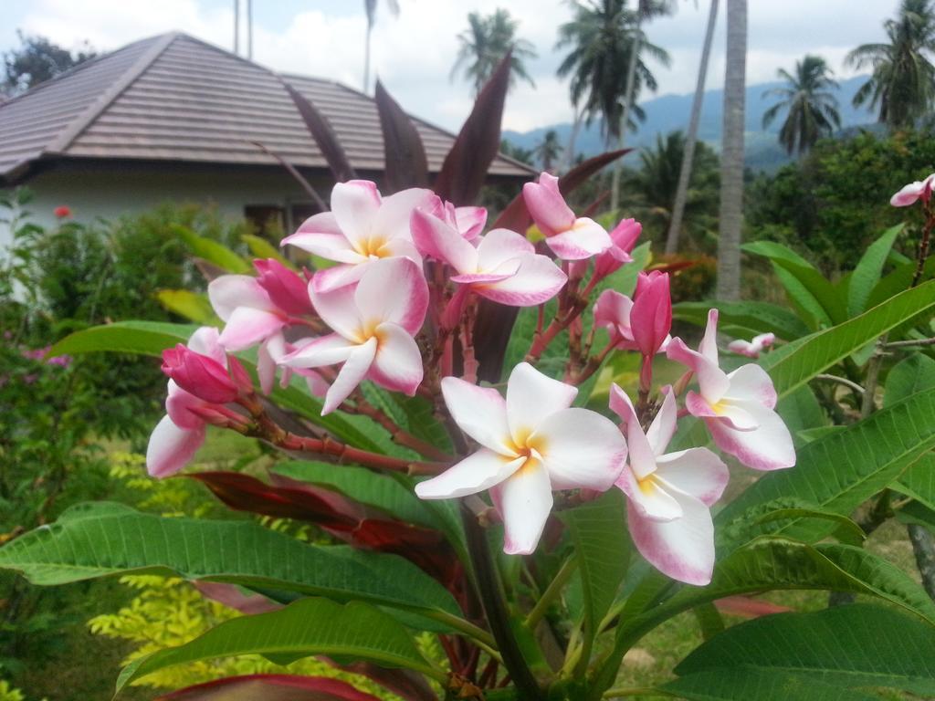Tropical Season