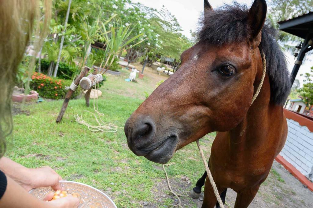 Hotel Cowboy Farm Pattaya