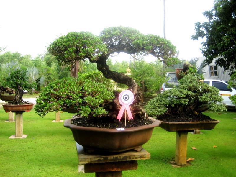18 Bonsai Garden