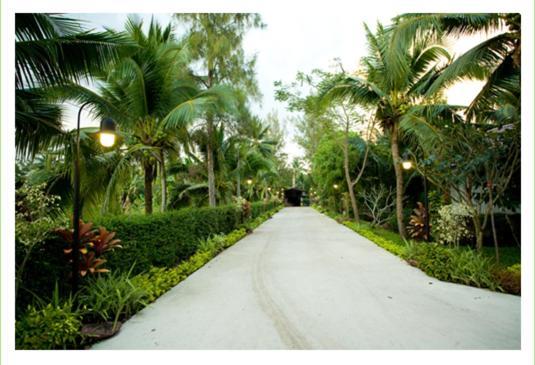 Young Coconut Garden 2*