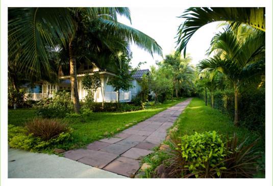 Young Coconut Garden Amphawa