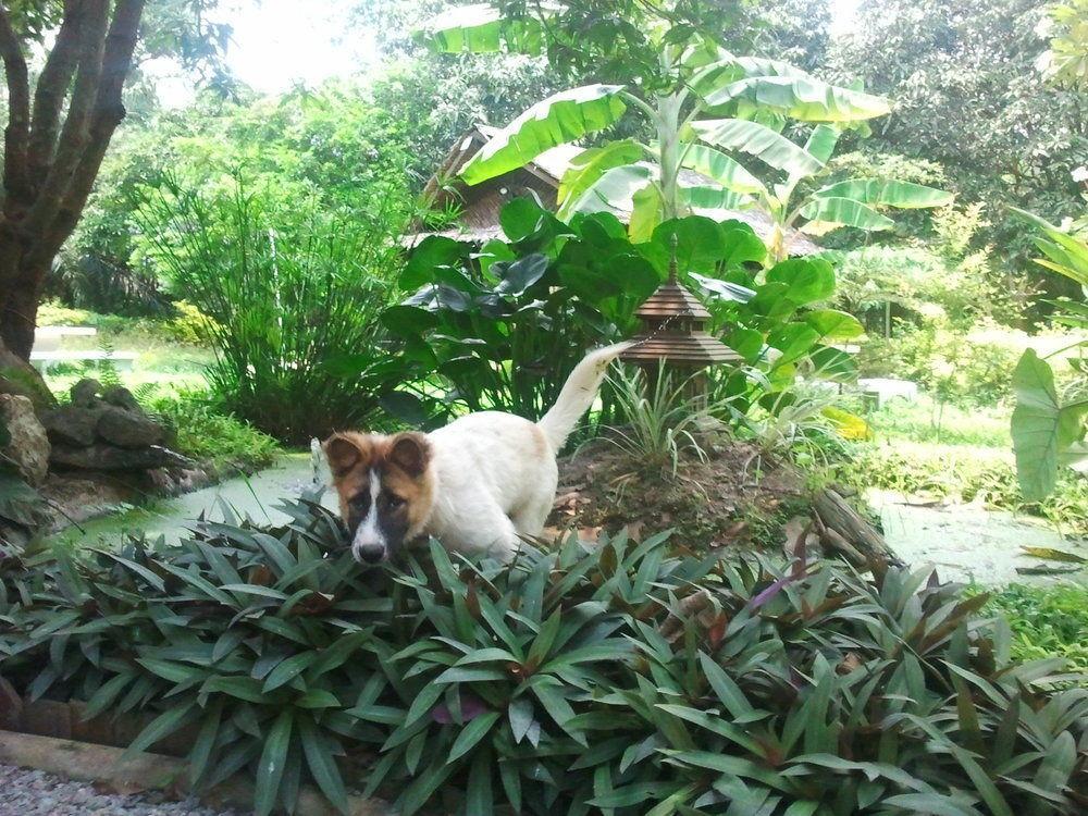 Thai-bamboo 3* Cha-Am