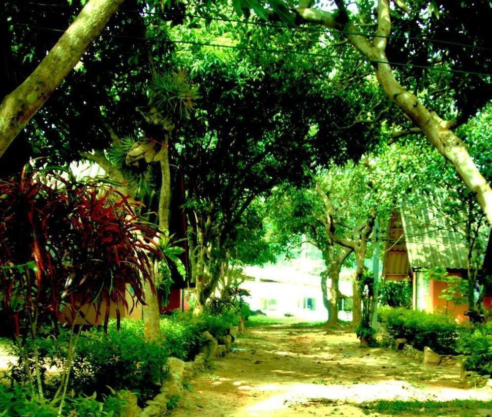 Cashewnut Tree *