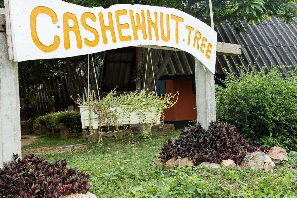 Cashewnut Tree * Koh Lanta