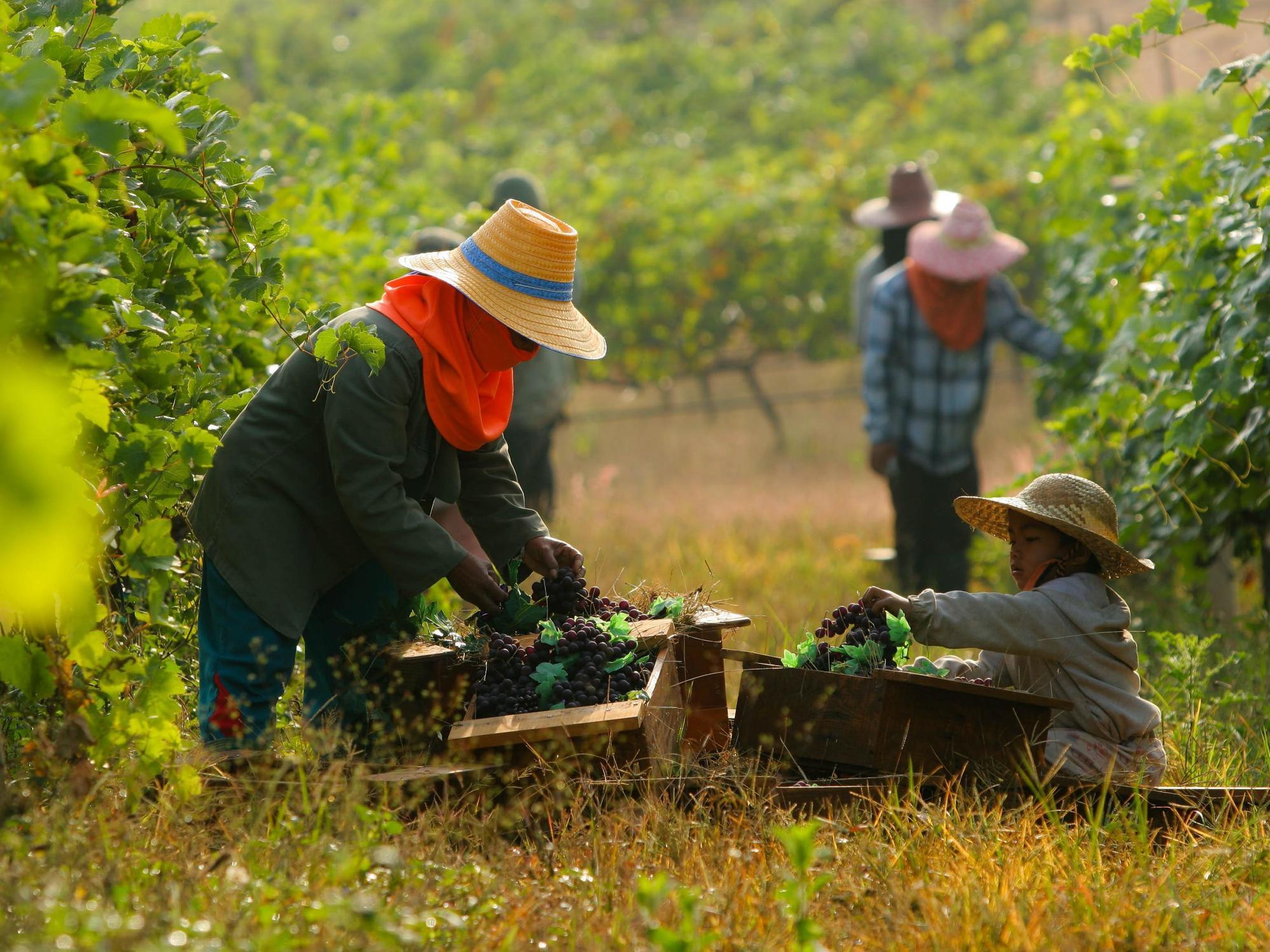 Village Farm And Winery 3*